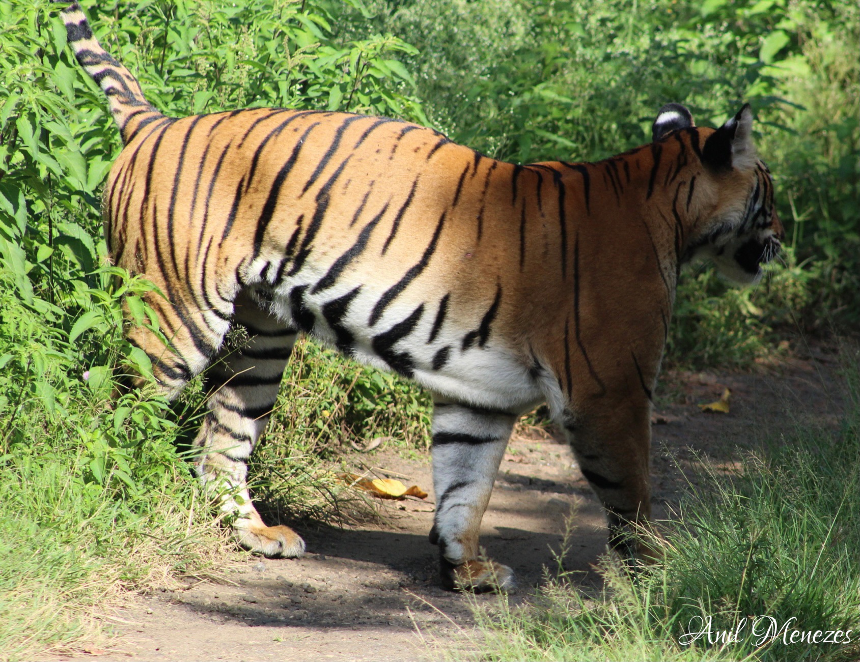 Tiger