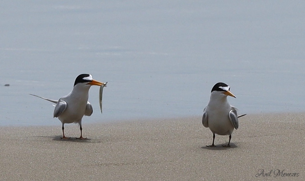 Terns at the Shore