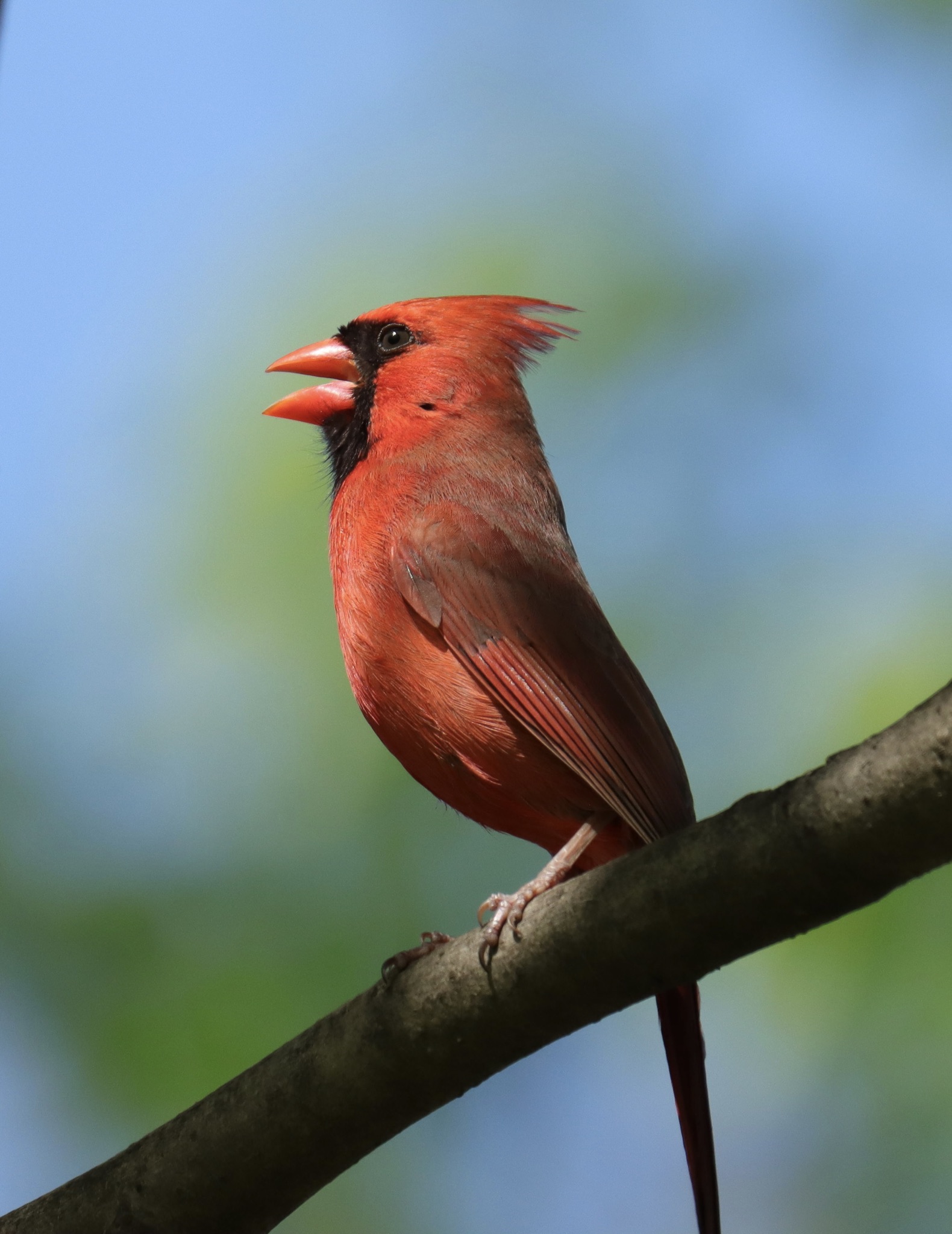 Northern Cardinal