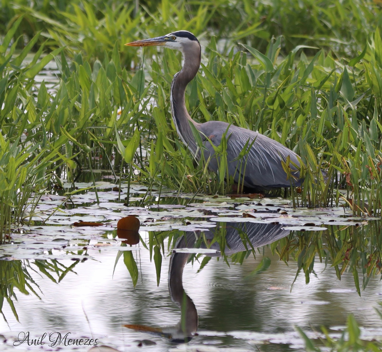 Great Blue Heron
