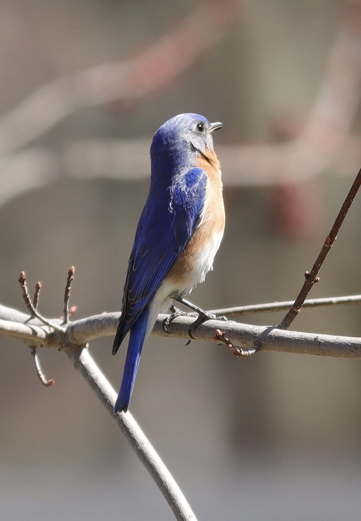 Eastern Bluebird