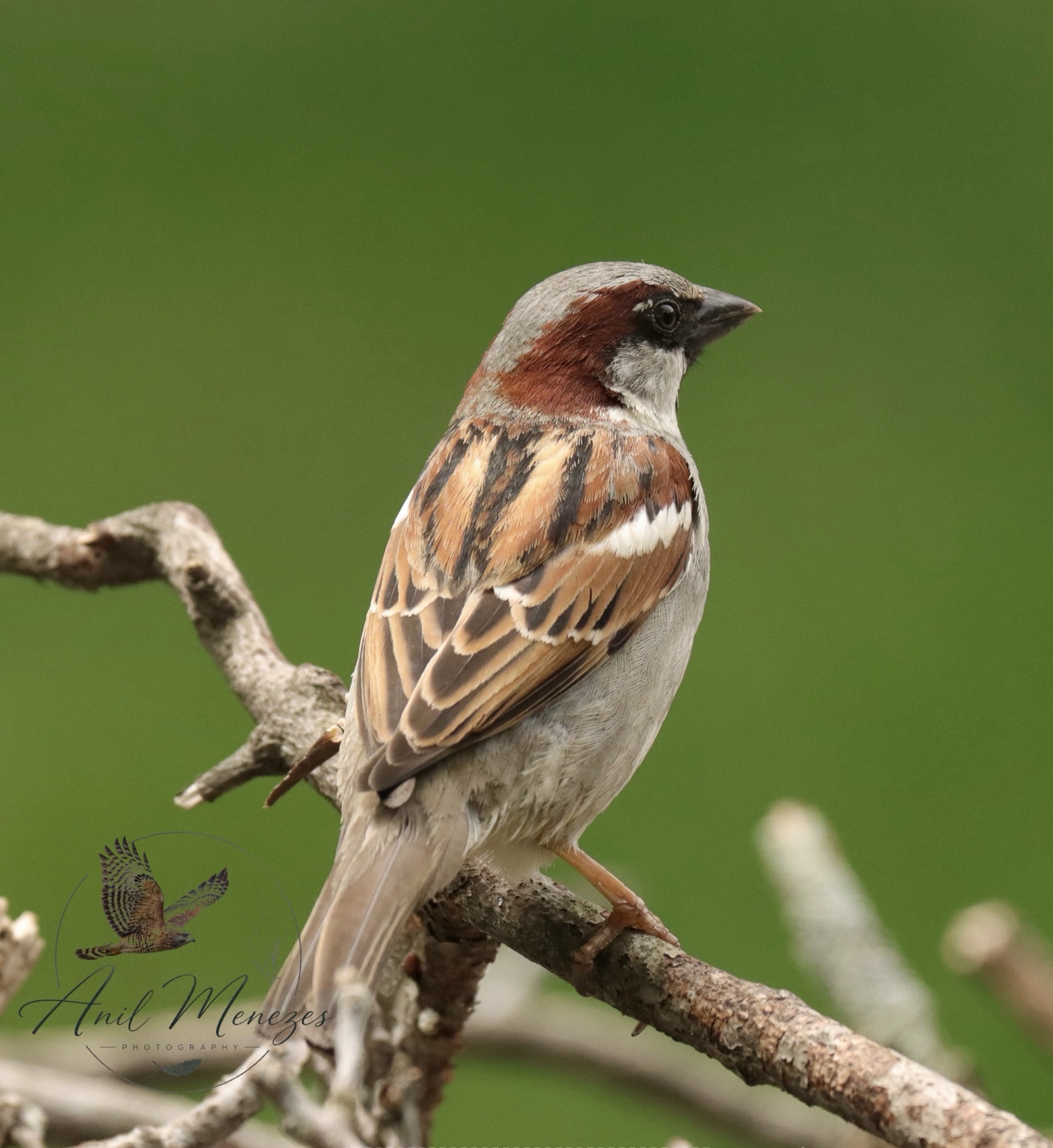 Sparrow