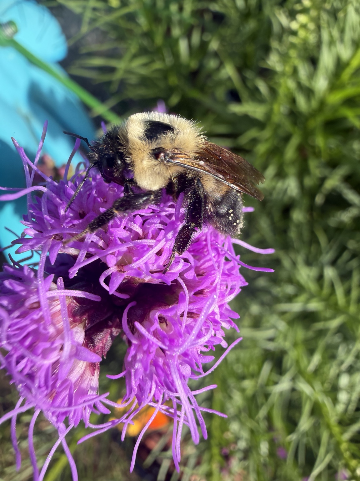Bumblebee