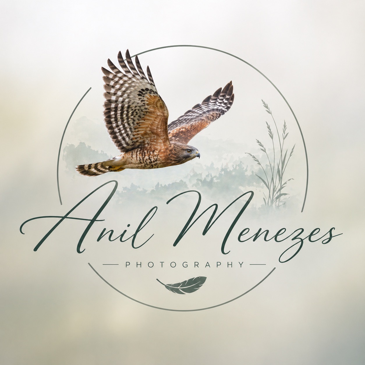 Anil Menezes Photography — hawk and signature watermark