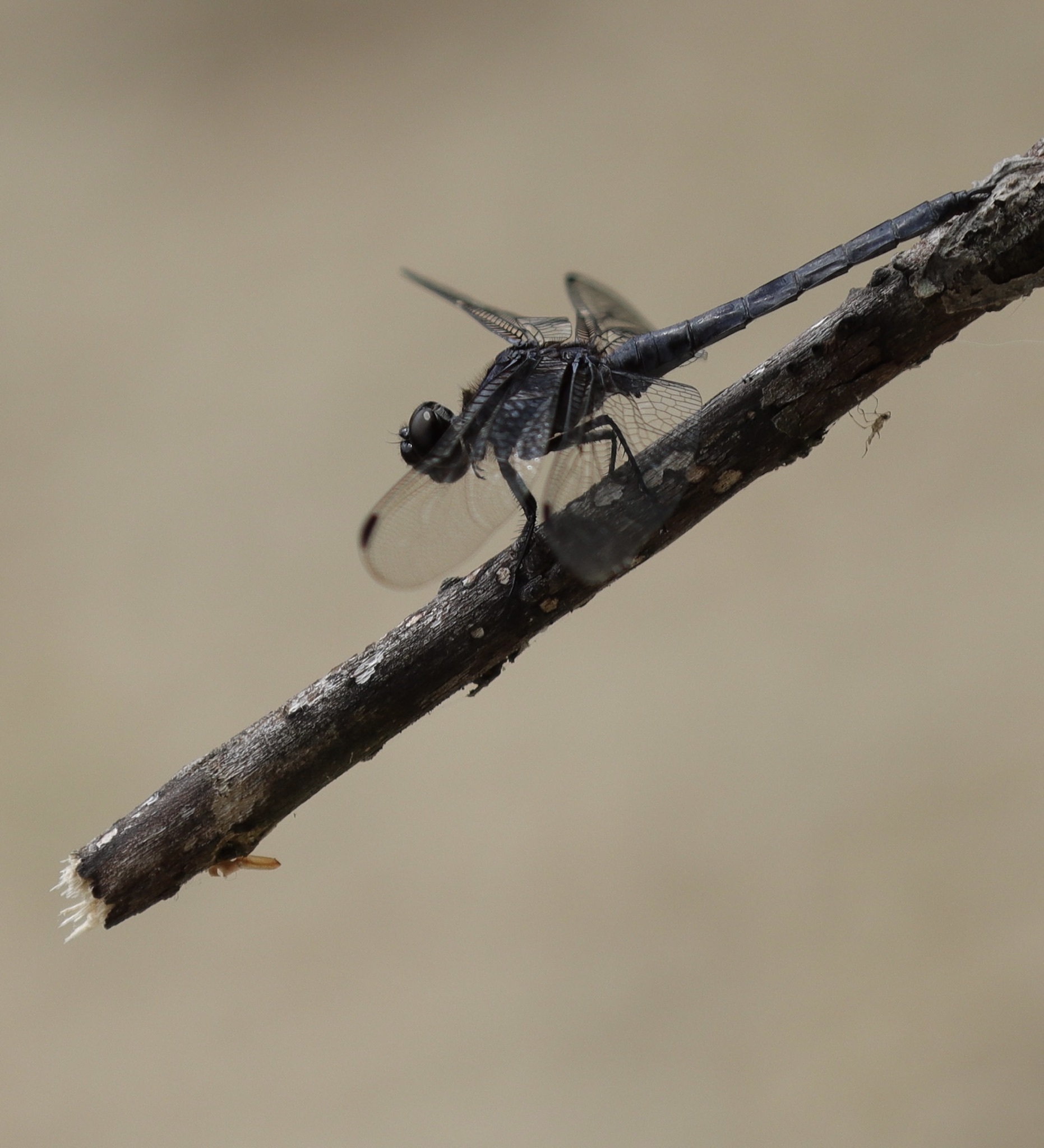 Dragonfly