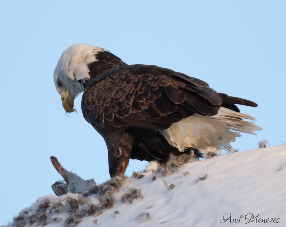 Bald Eagle