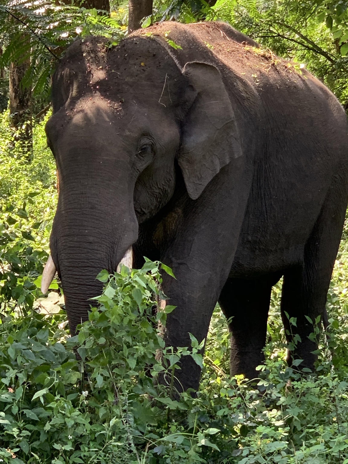Elephant