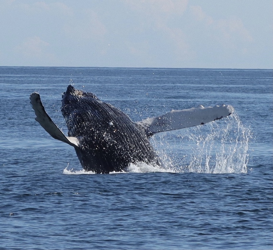 Humpback Breach