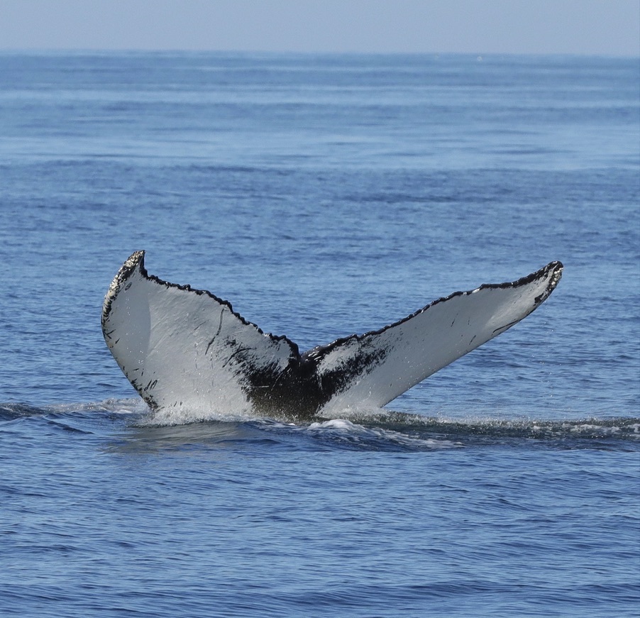 White-marked Fluke