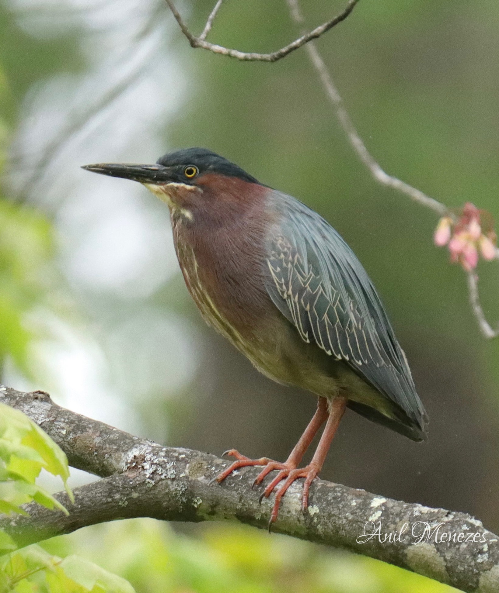 GreenHeron