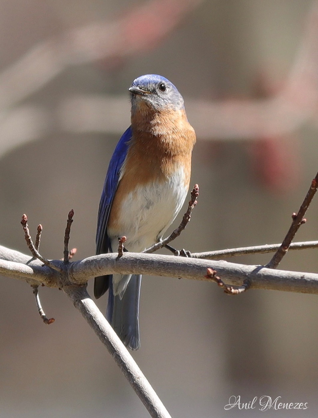 Northern Blue Bird - Male