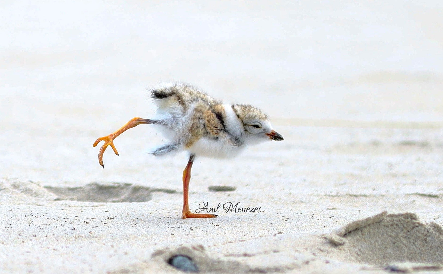 Piping Plover Chick Yoga pose