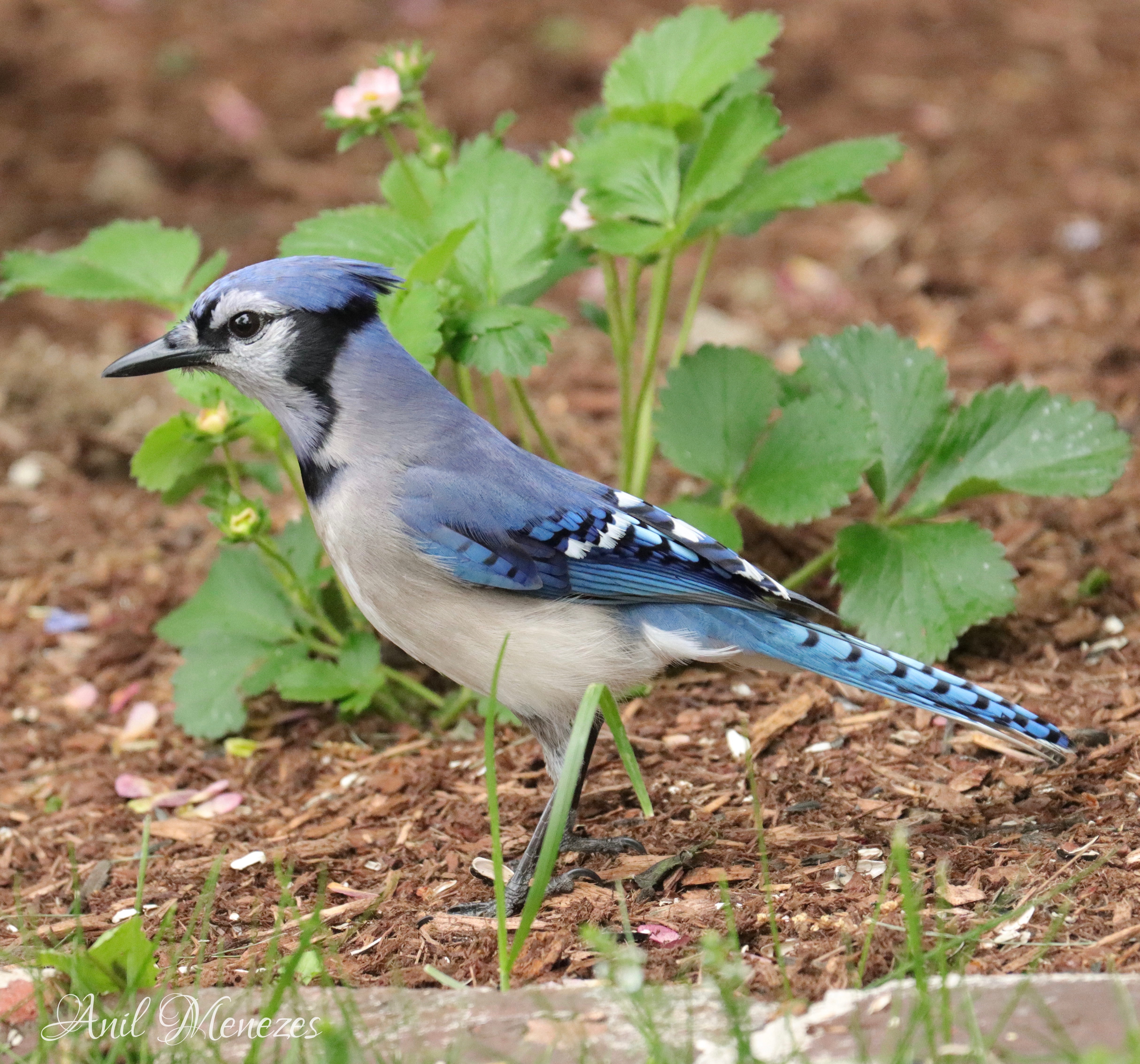 Blue Jay