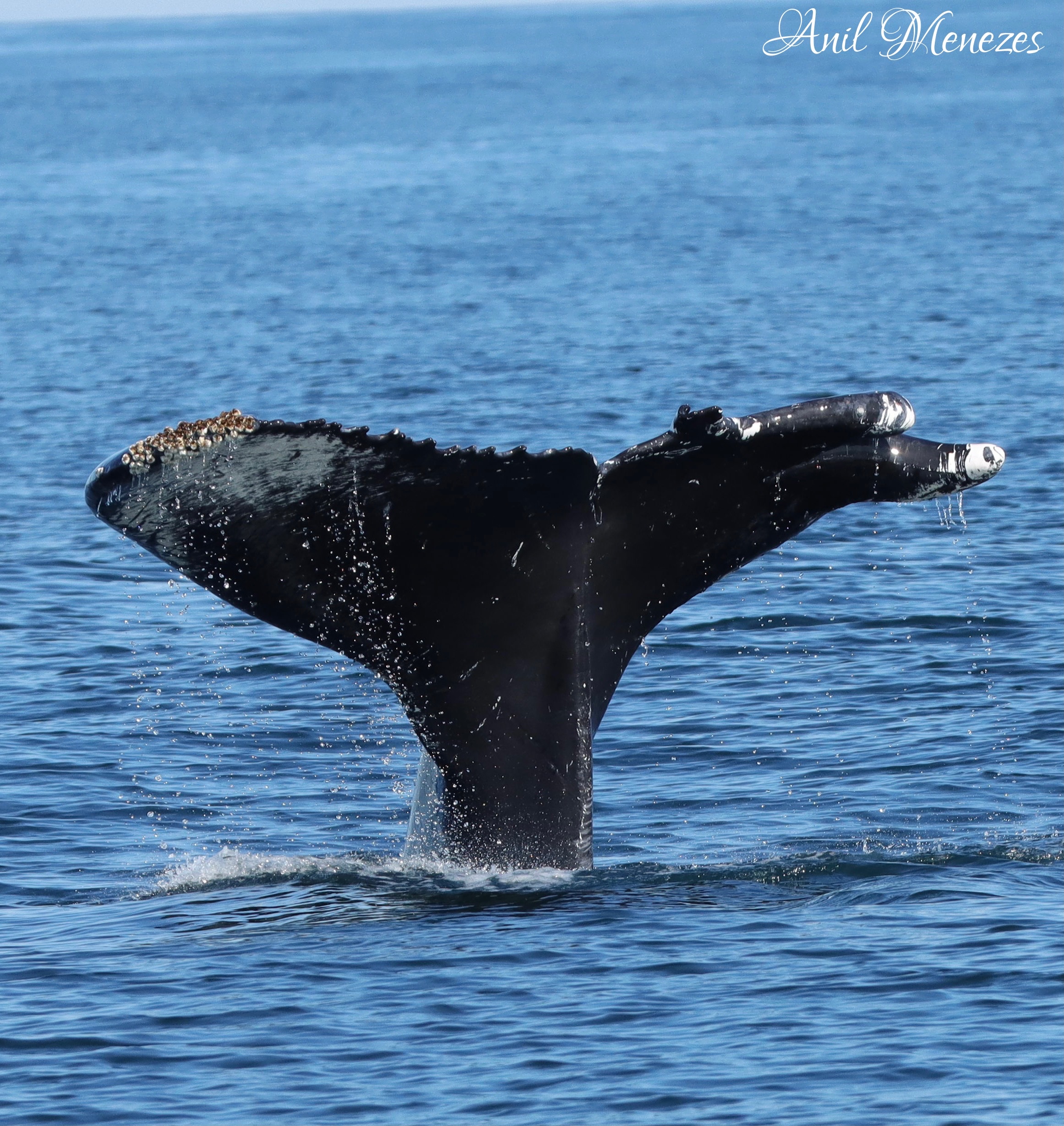 Whale Tail