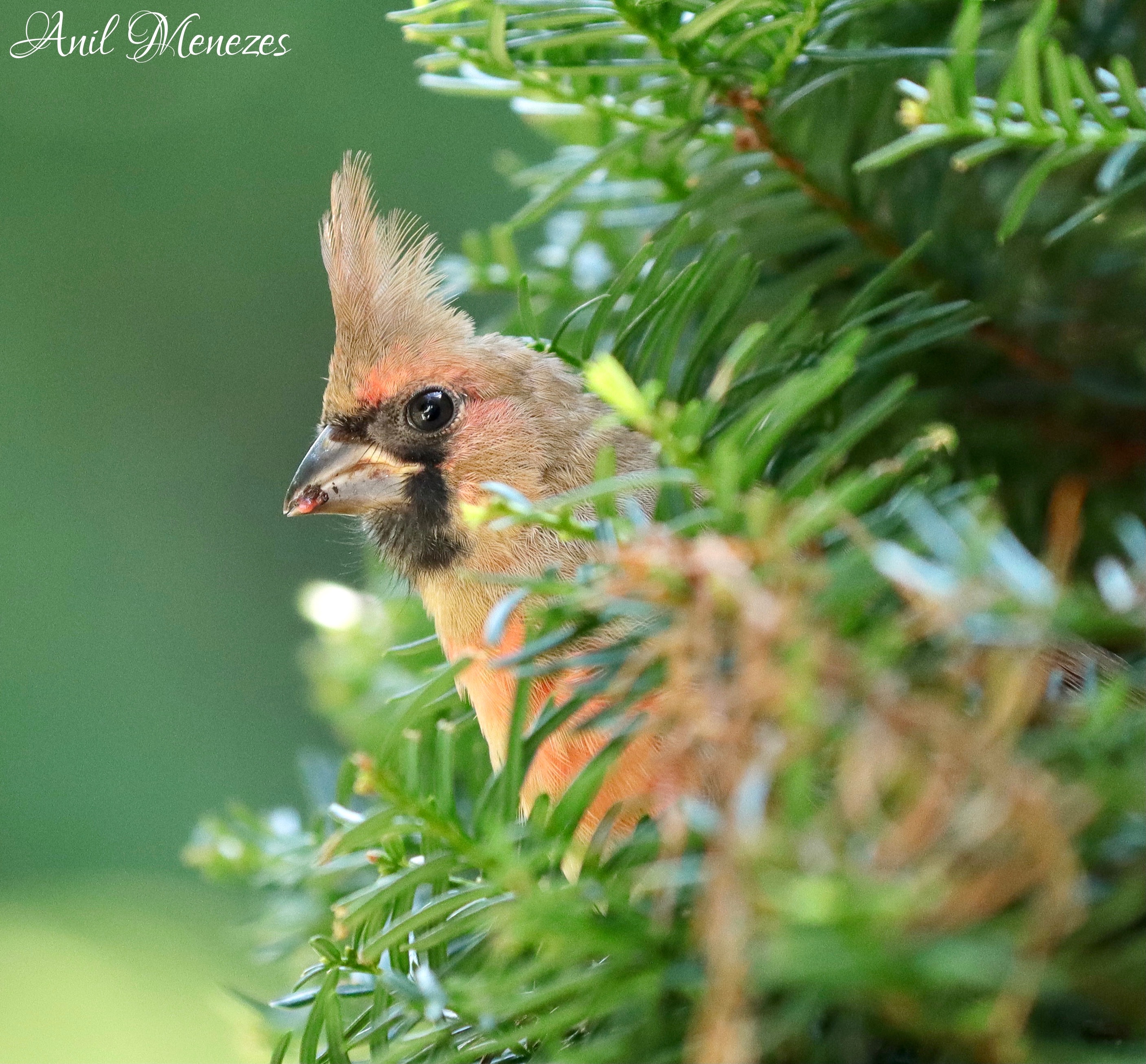 Female Cardinal