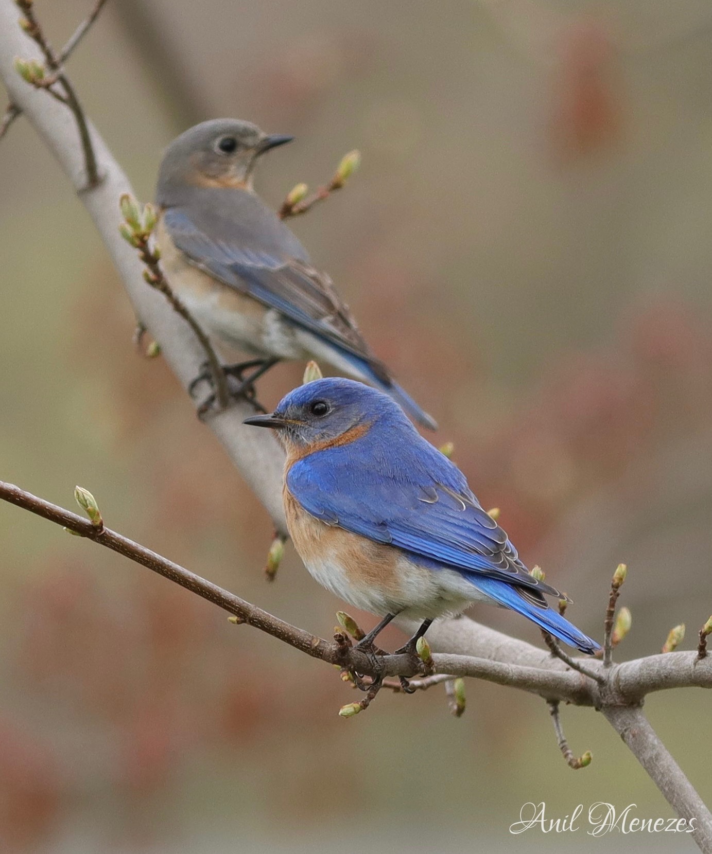 Northern Blue Bird couple