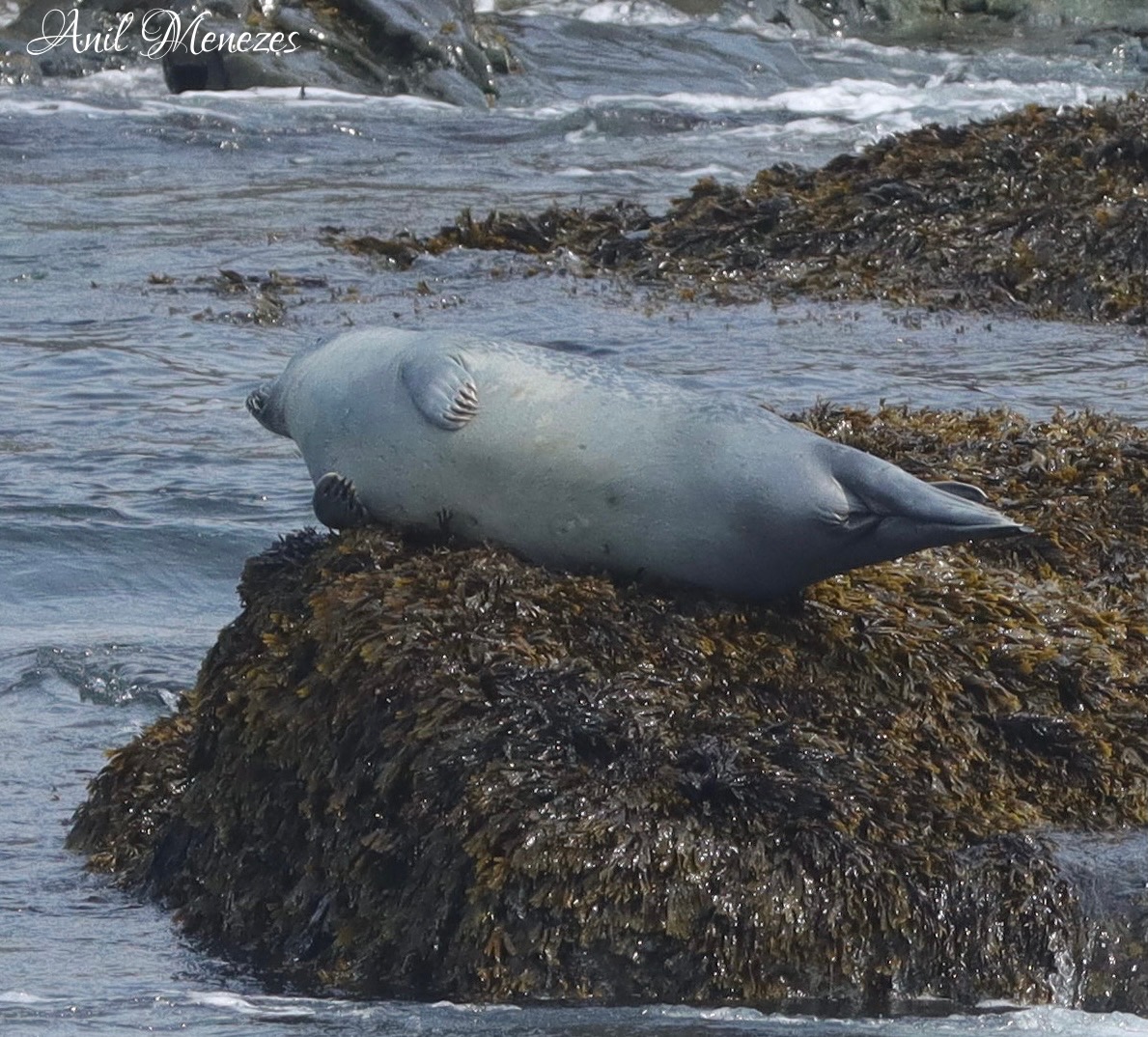 Harbor Seal
