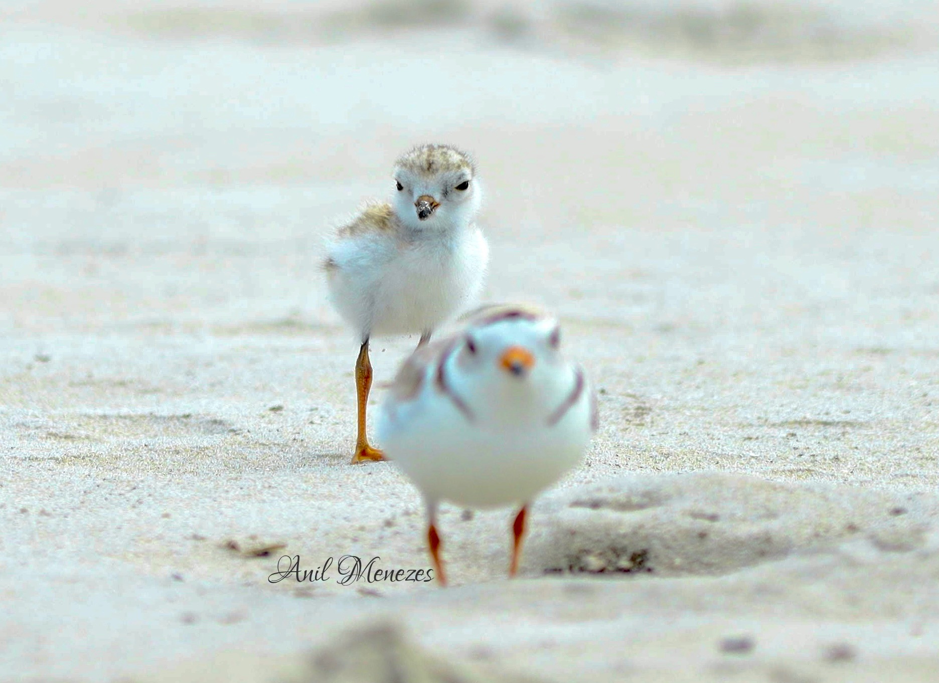 Piping Plover Mom and chick