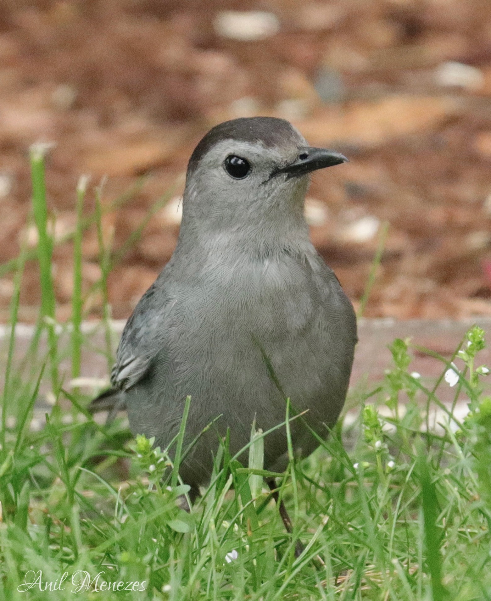 Gray Cat Bird